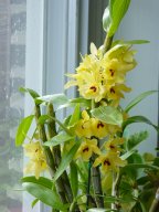 Dendrobium Sunny Gold 'Harp'