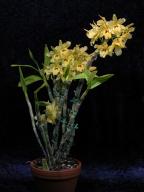 Dendrobium Sunny Gold 'Harp'