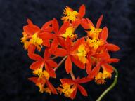 Epidendrum radicans