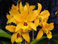 Laeliocattleya Gold Digger 'Buttercup'