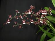 Oncidium Sharry Baby