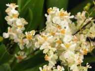 Oncidium Twinkle