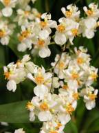 Oncidium Twinkle