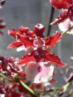 Oncidium Sharry Baby