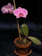 Phalaenopsis #3