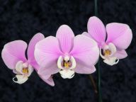 Phalaenopsis #2