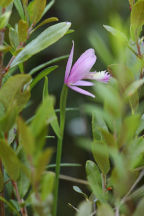 Rose Pogonia