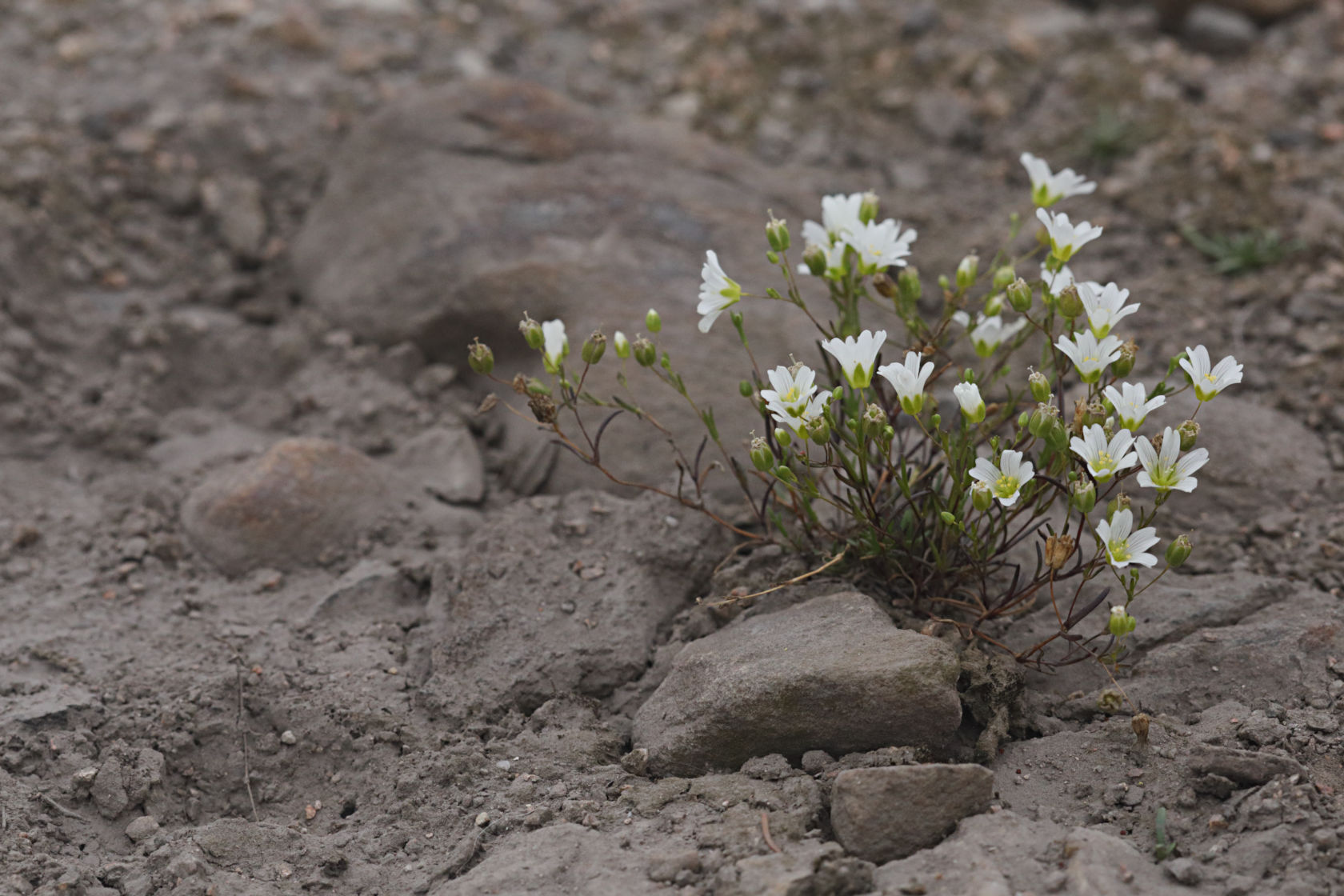 Mountain Sandwort