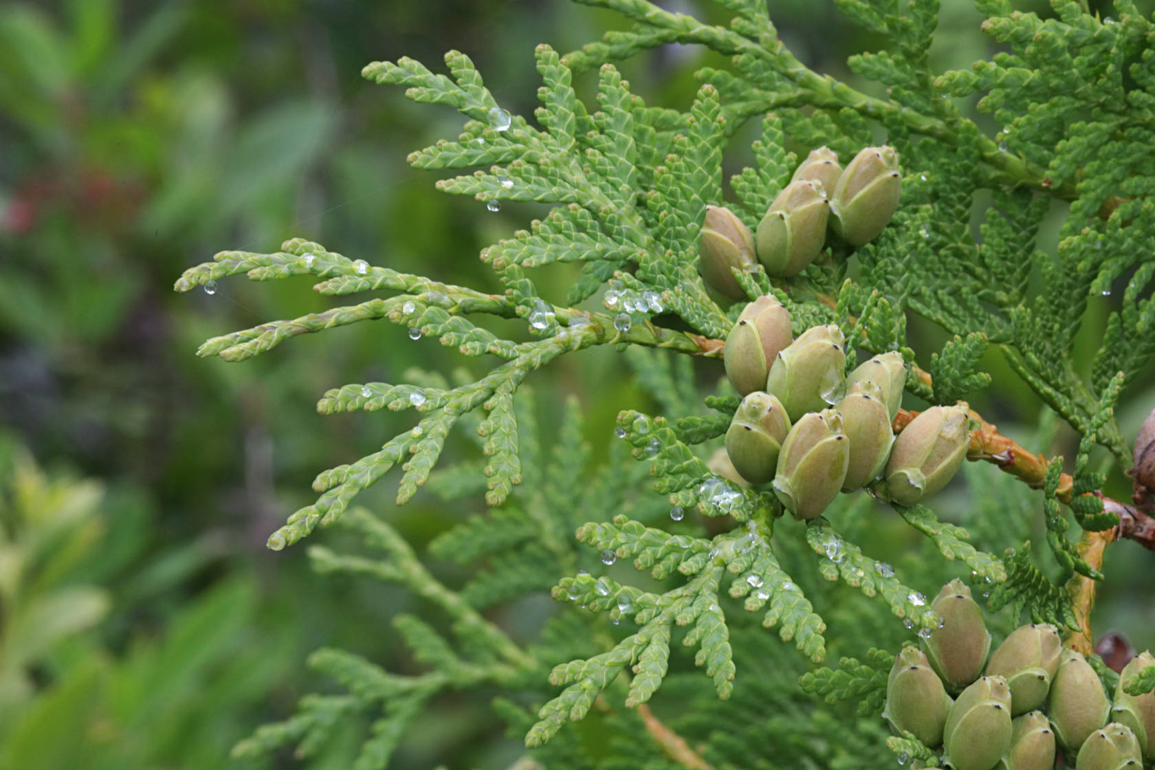 Northern White Cedar