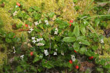 Partridge Berry