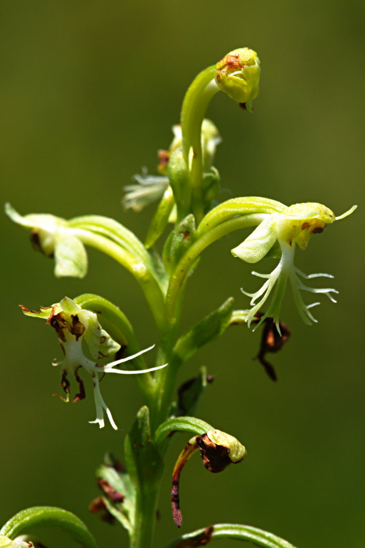 Green Fringed Orchis