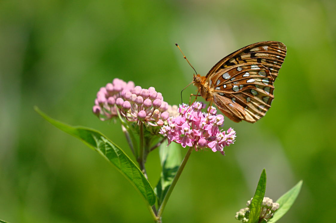 Great Spangled Fritillary Butterfly on Swamp Milkweed