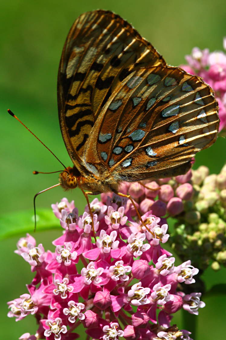 Great Spangled Fritillary Butterfly on Swamp Milkweed