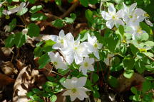 Rue Anemone