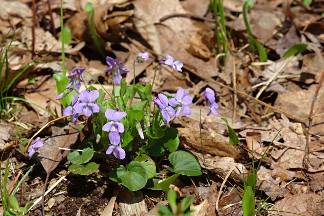 American Dog Violet