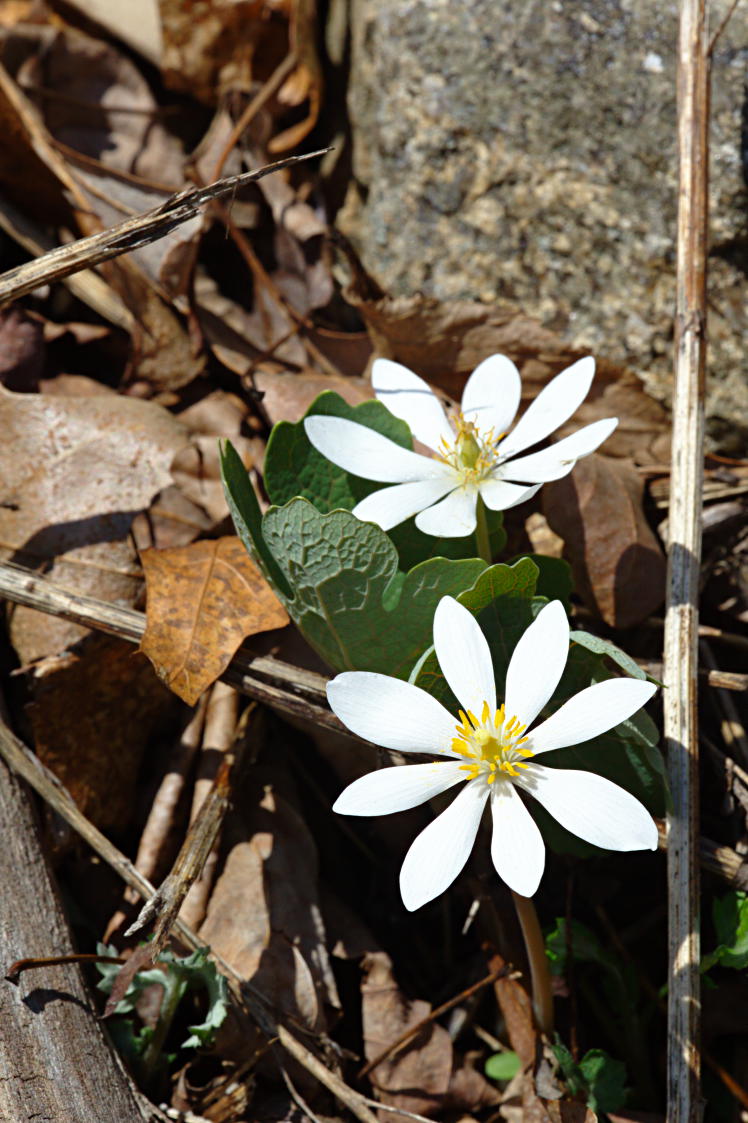 Bloodroot