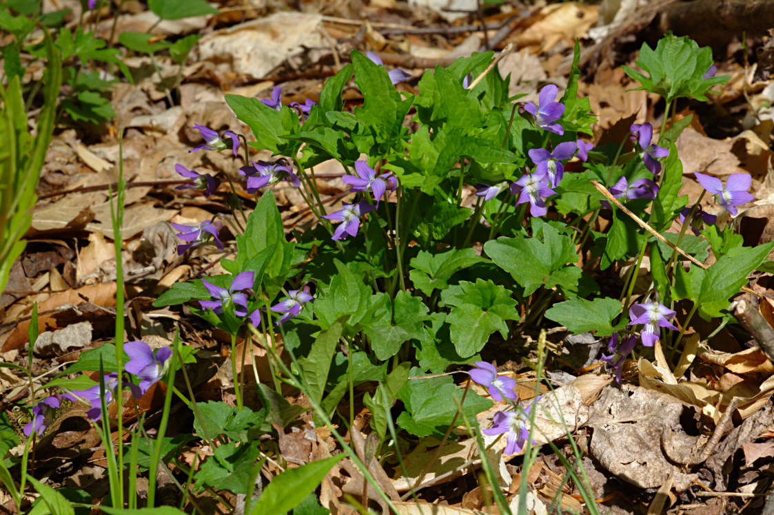 Wood Violet