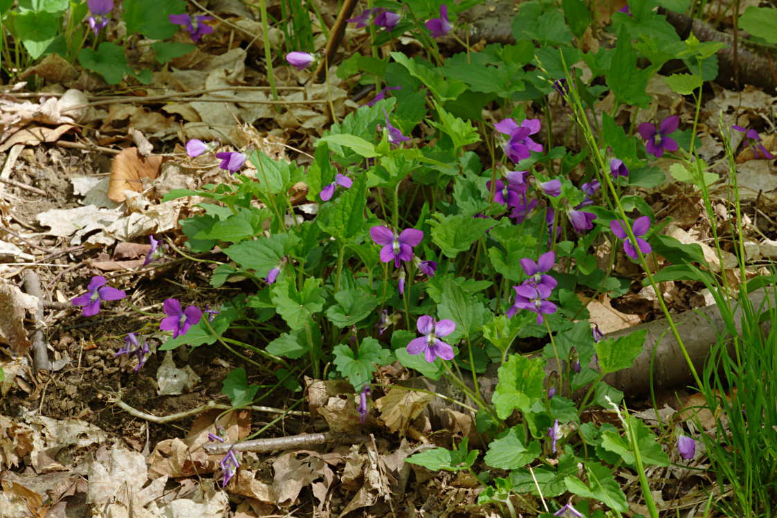 Hybrid Violet