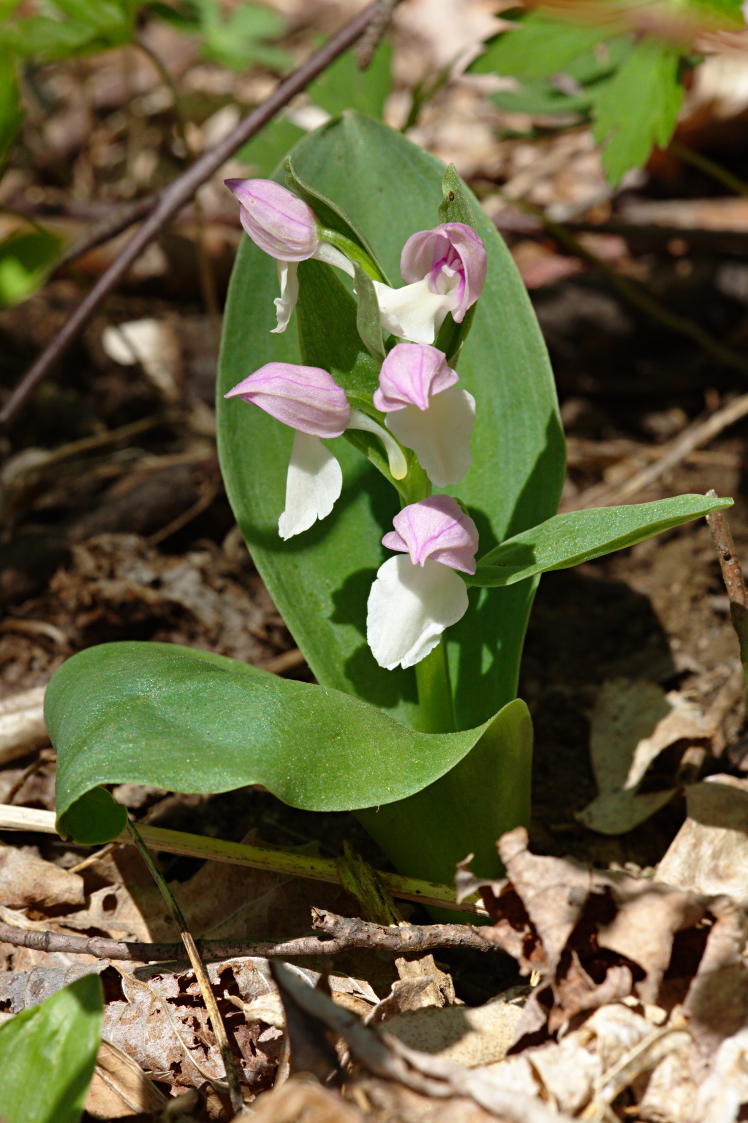 Showy Orchis