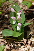 Showy Orchis