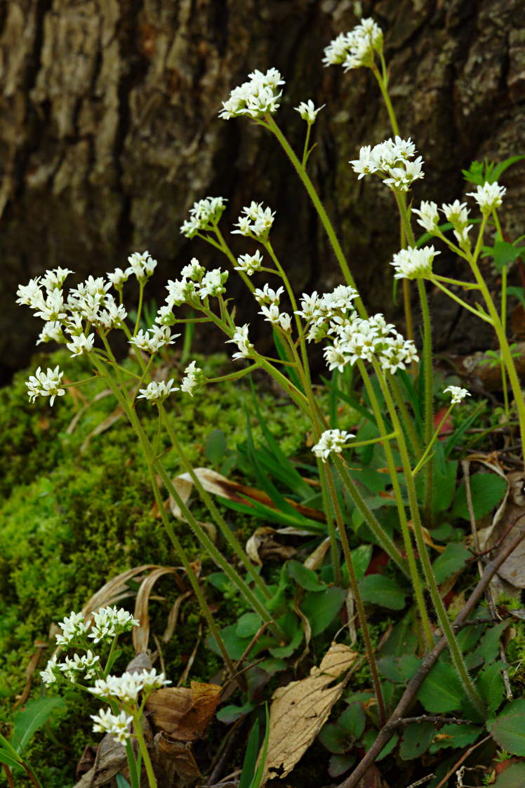 Early Saxifrage