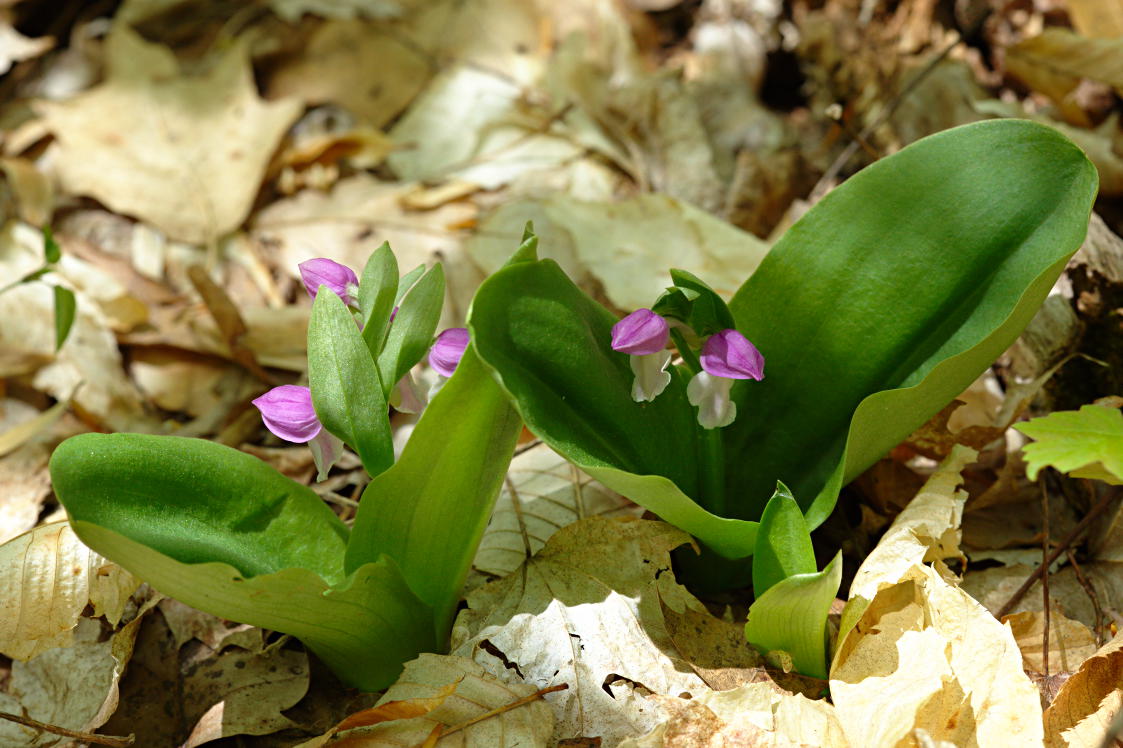 Showy Orchis