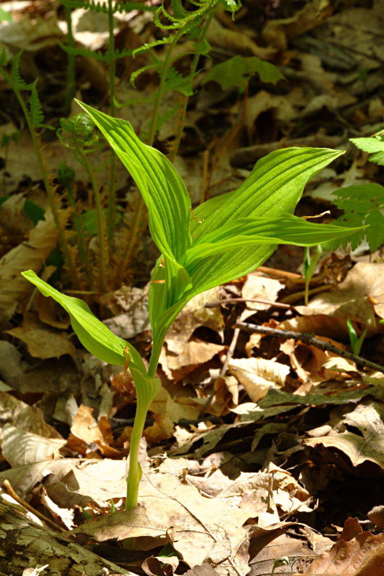 Large Yellow Lady's Slipper