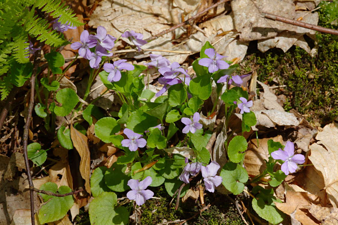 American Dog Violet