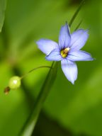 Eastern Blue-Eyed Grass