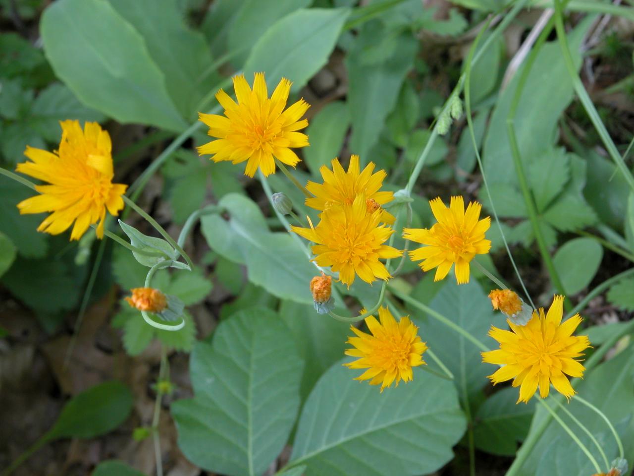 Orange Dwarf Dandelion