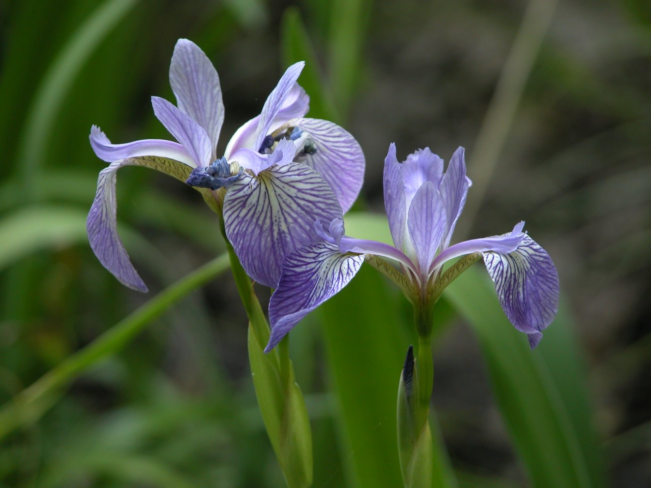 Northern Blue Iris