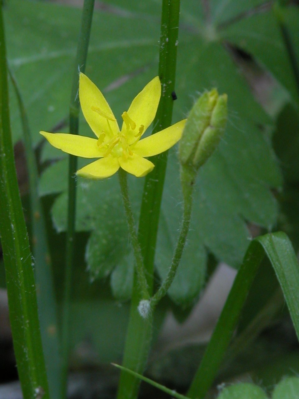 Yellow Star-Grass