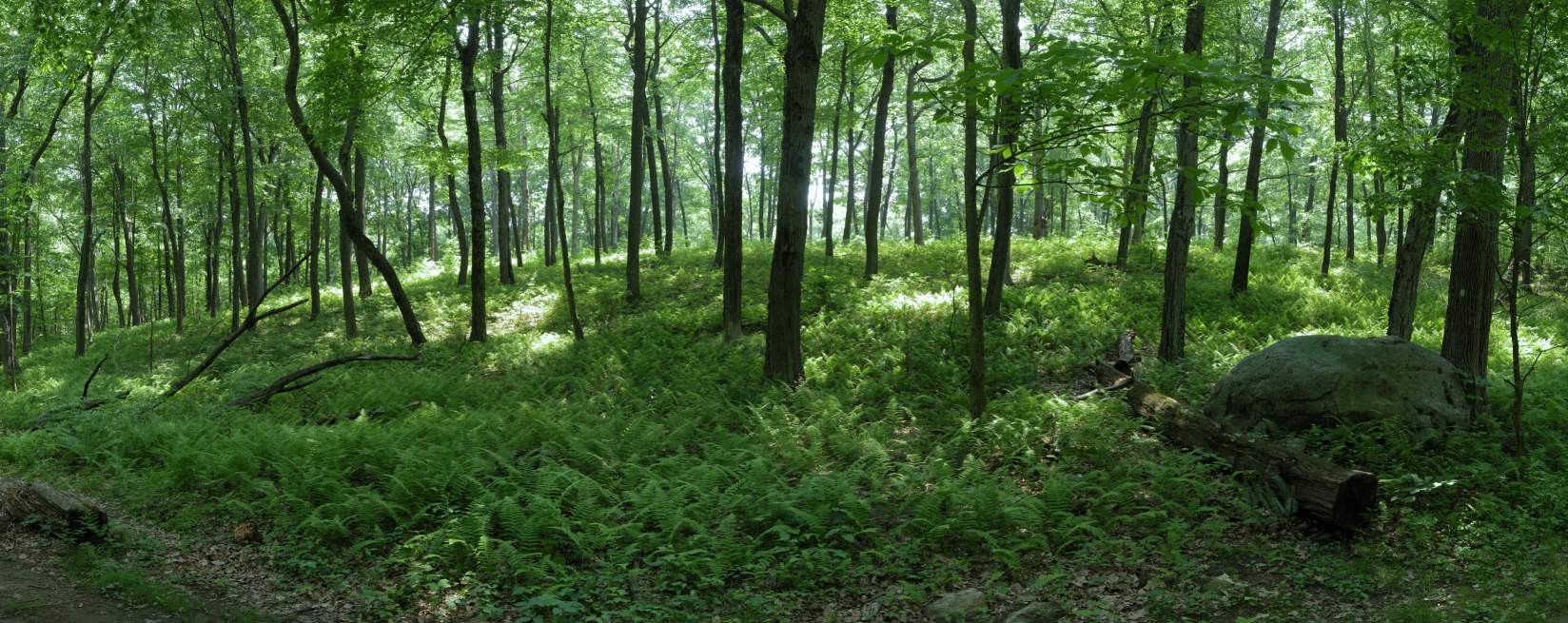 Fern-Covered Forest