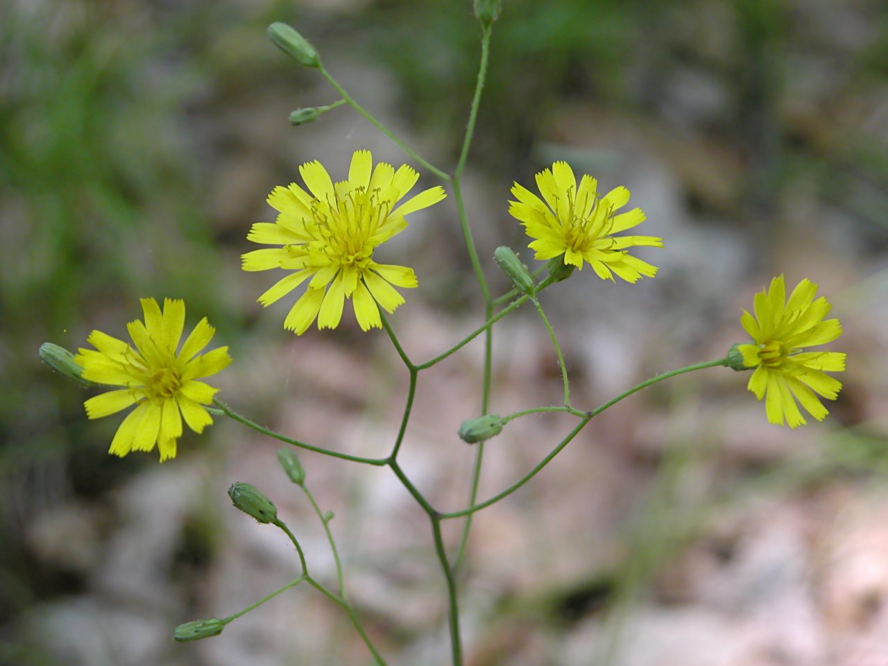 Rattlesnake Weed