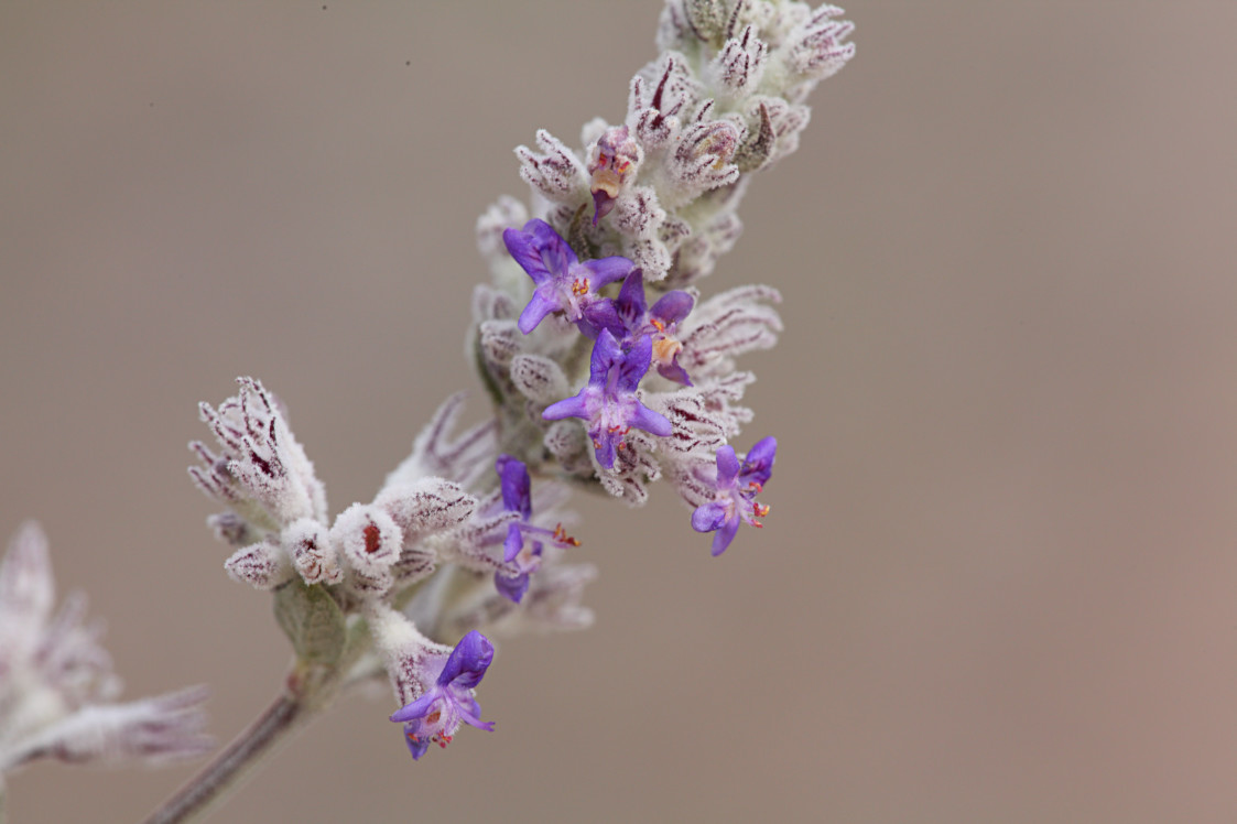 Desert Lavender