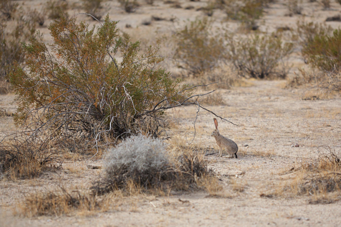 Black-Tailed Jackrabbit