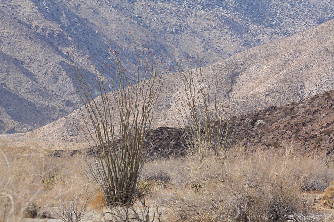 Ocotillo