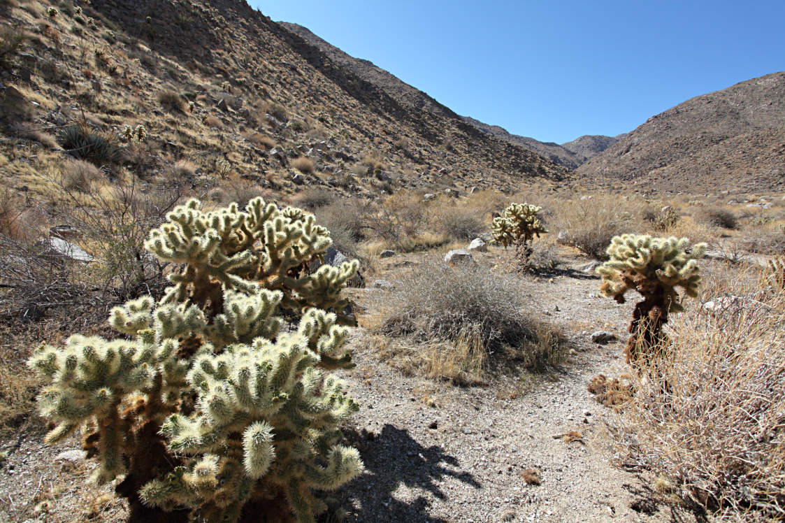 Teddybear Cholla