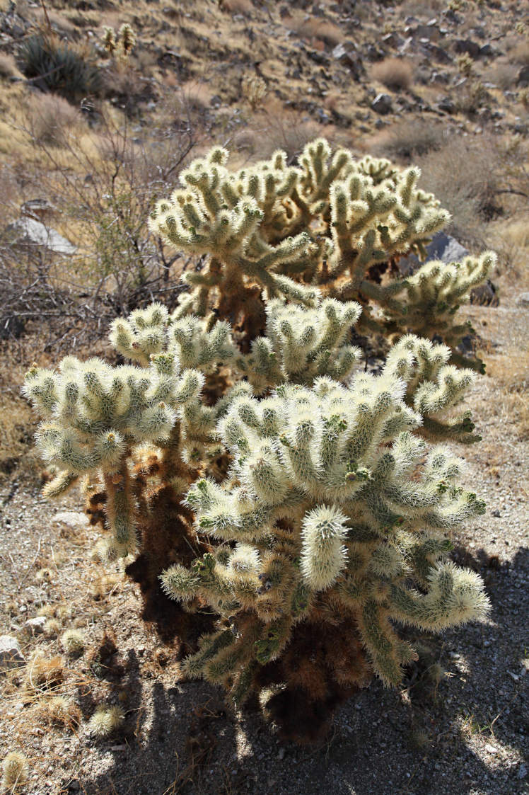 Teddybear Cholla