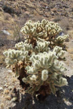 Teddybear Cholla