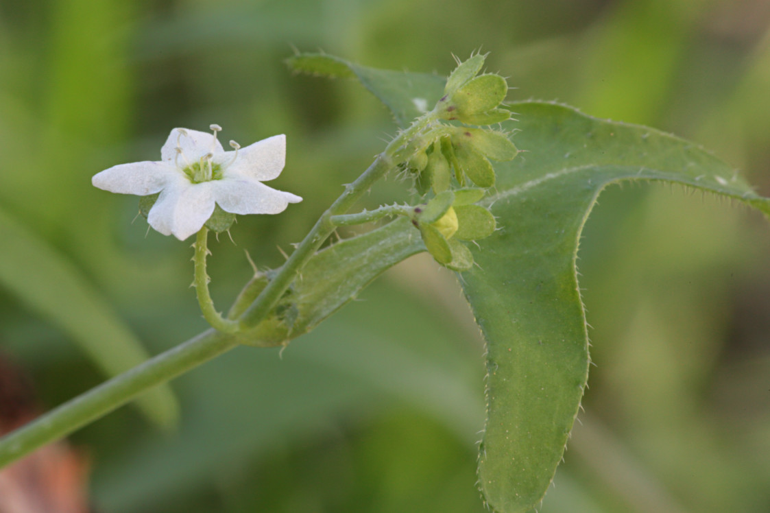 White Fiesta Flower