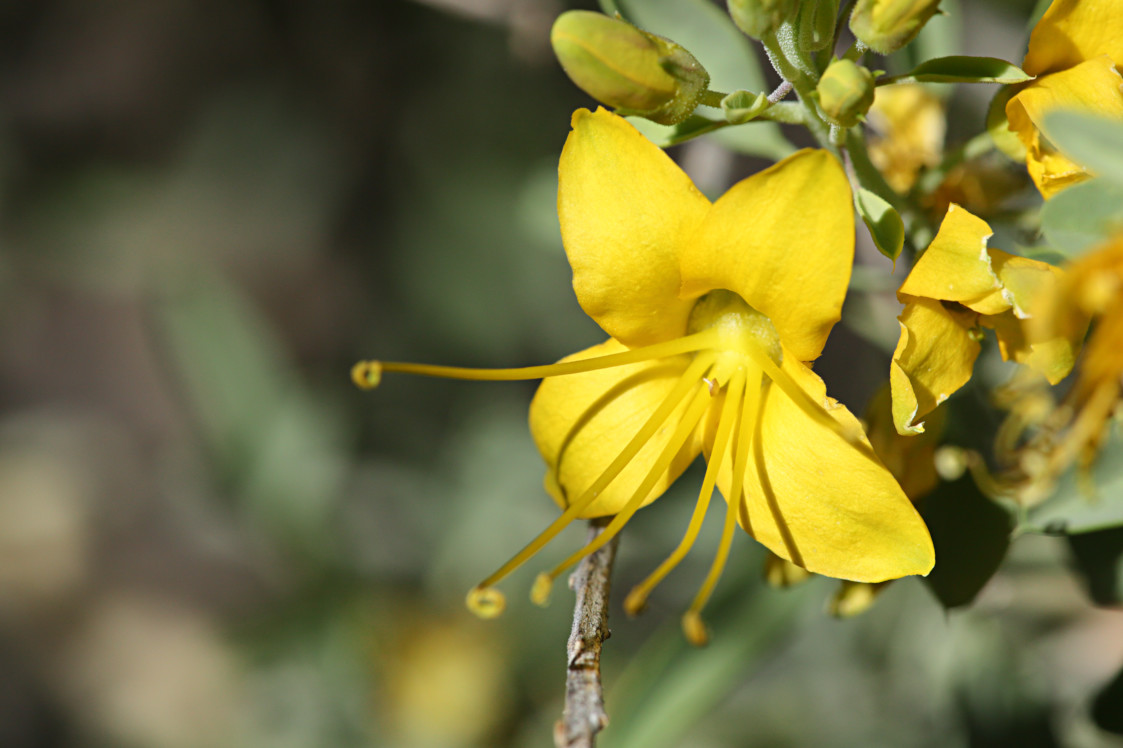 Bladderpod