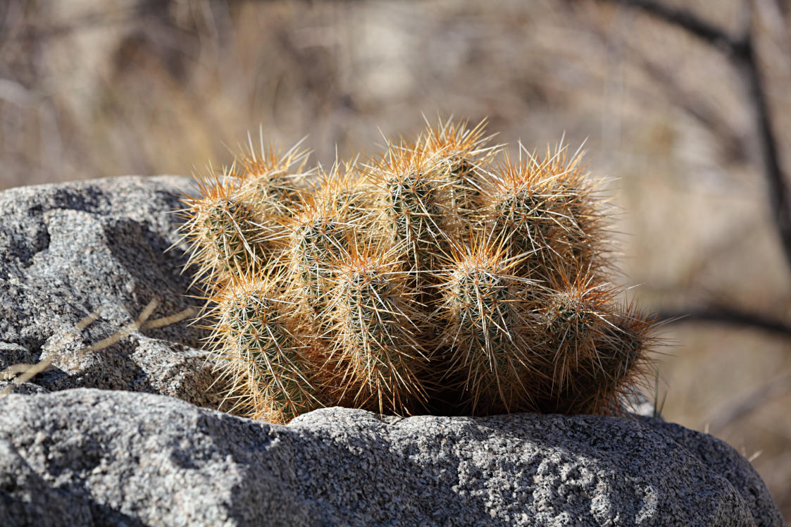 Hedgehog Cactus