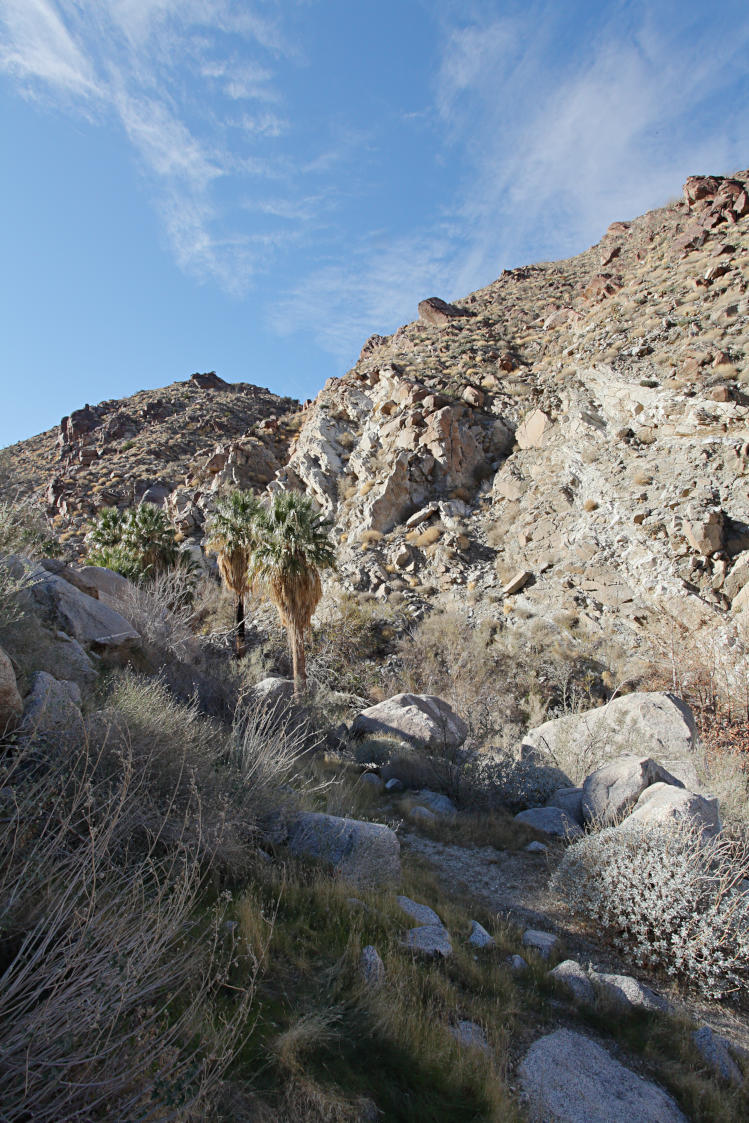 Hellhole Canyon Palms