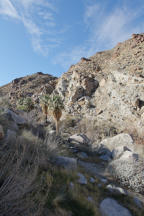 Hellhole Canyon Palms