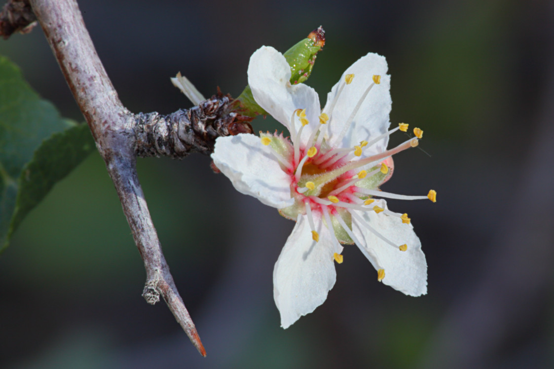 Desert Apricot