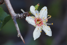 Desert Apricot