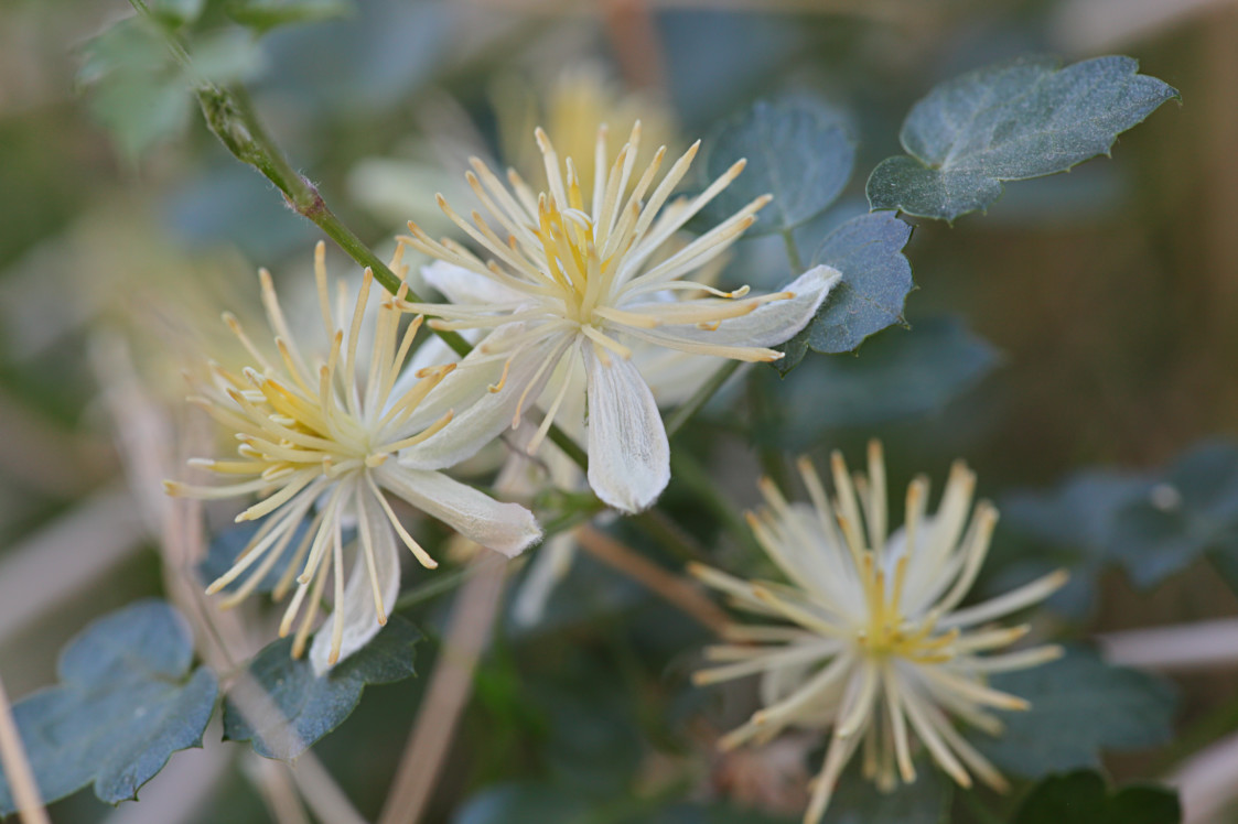 Few Flowered Clematis