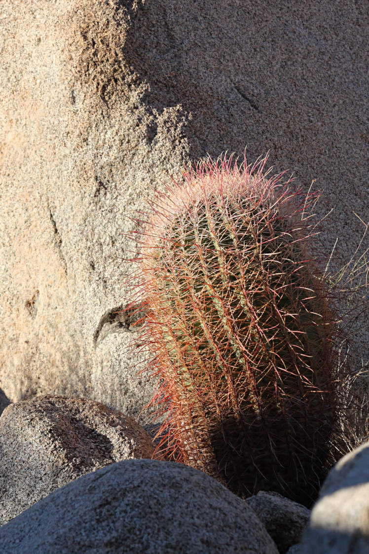 Barrel Cactus