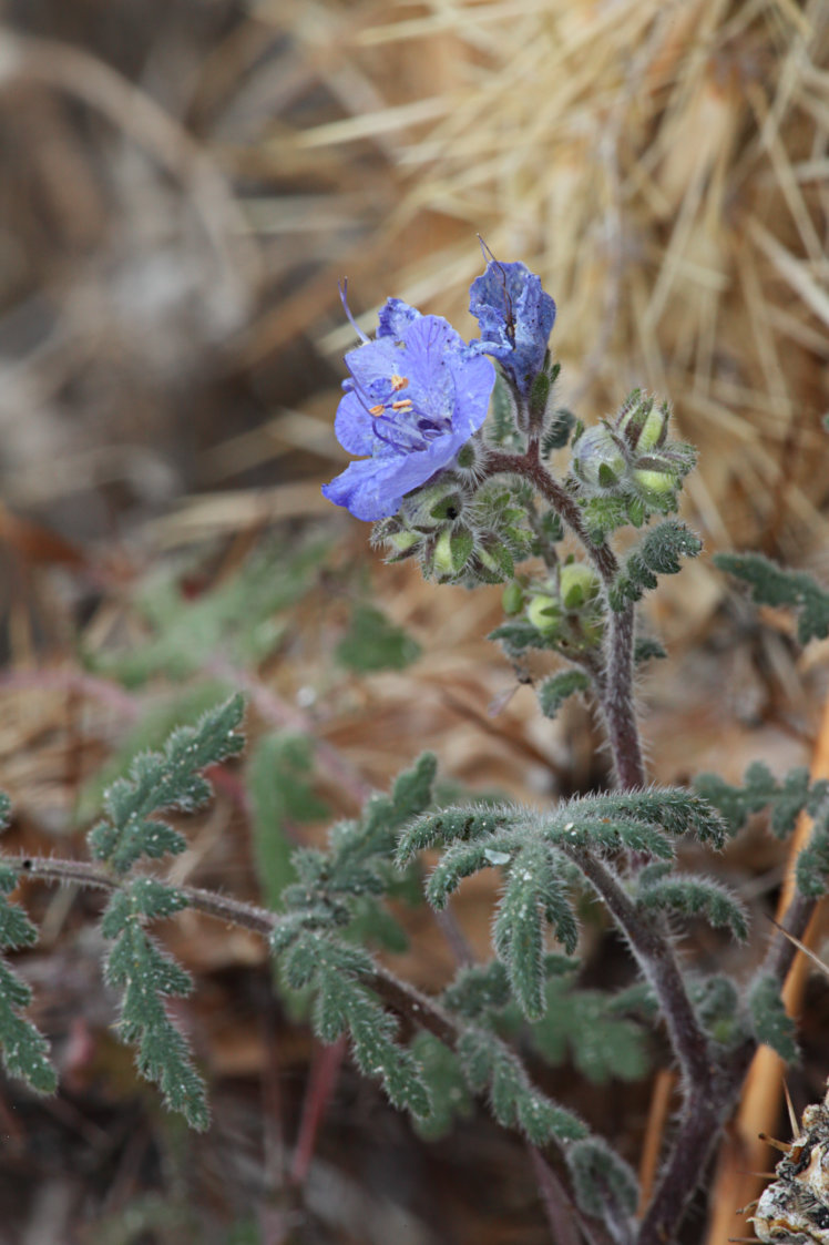 Heliotrope Phacelia